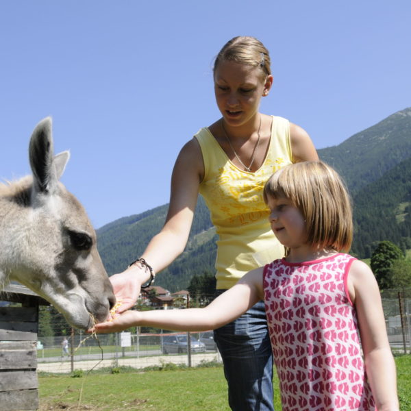 obertauern untertauern wildpark alpenrose