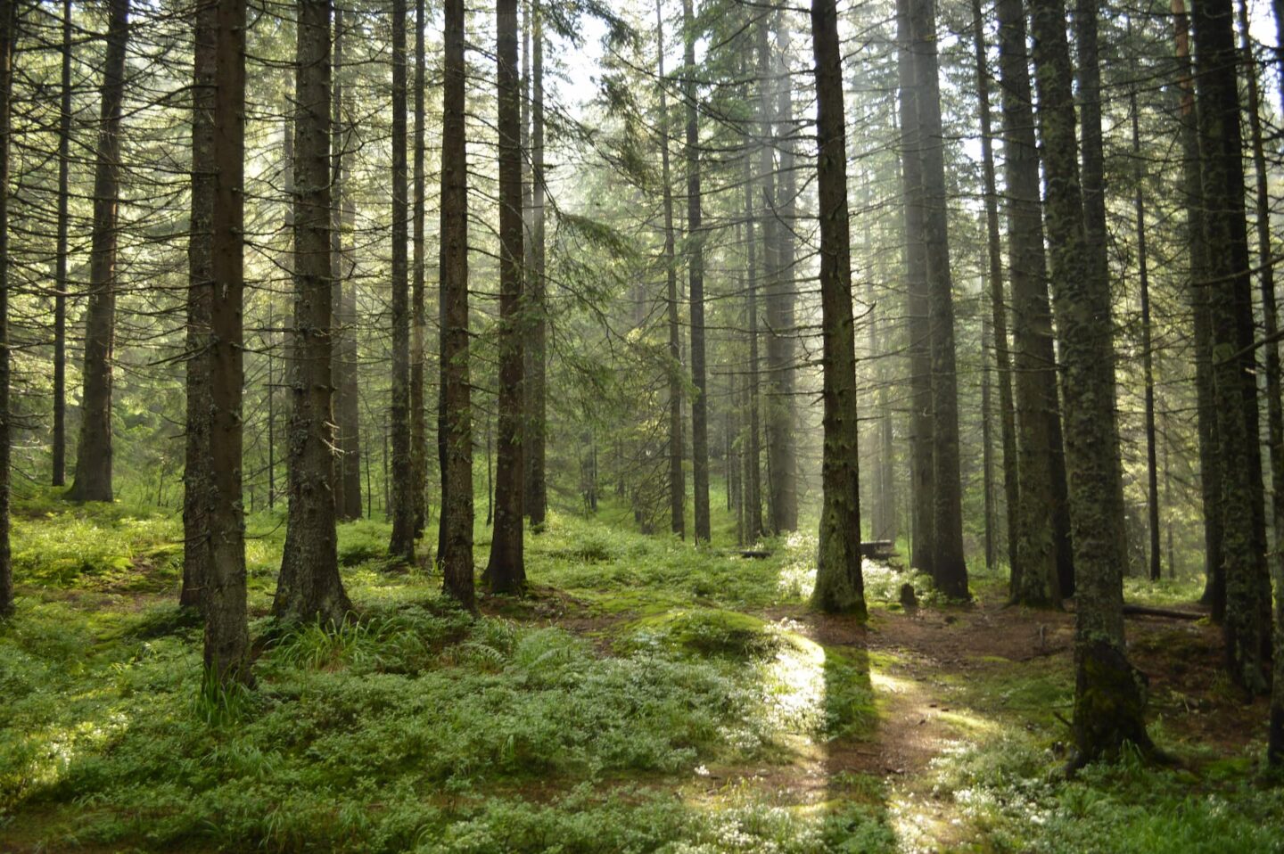 nachhaltigkeit-wald-01